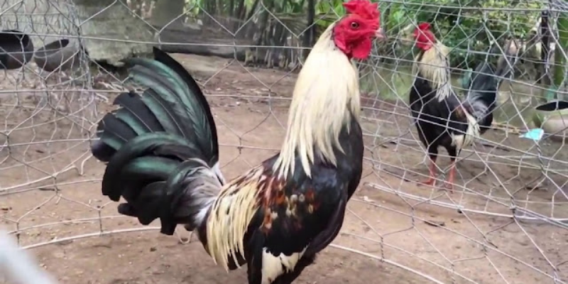 Luật chơi đá gà cựa sắt - bí quyết thắng cược Jun88 6 Nắm vững luật chơi đá gà cựa sắt