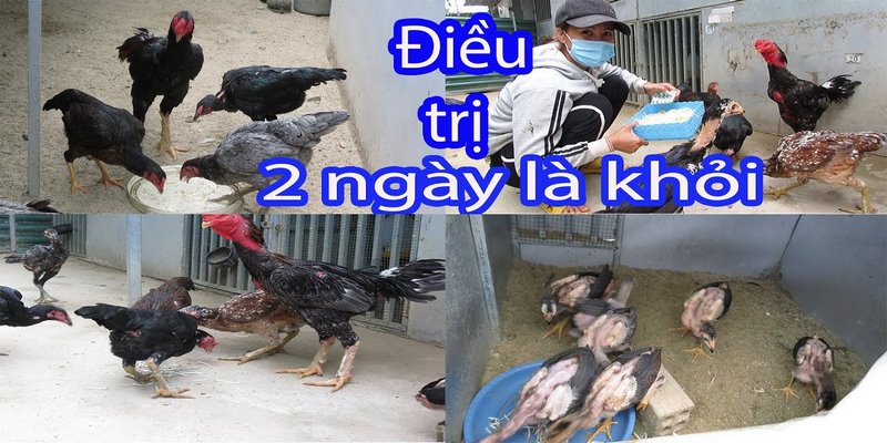 Hướng Dẫn Cách Chữa Gà Bị Khò Khè Lên Đờm Đơn Giản 6 Cách chữa gà bị khò khè lên đờm