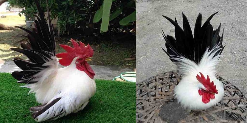 Chia Sẻ Cách Nuôi Gà Thái Kiểng Đẹp 5 cách nuôi gà thái kiểng