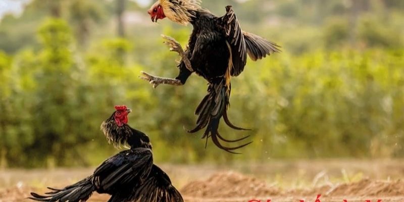 Hướng dẫn cách chơi đá gà - Trò chơi giải trí kiếm lời hiệu quả 4 huong dan cach choi da ga 1