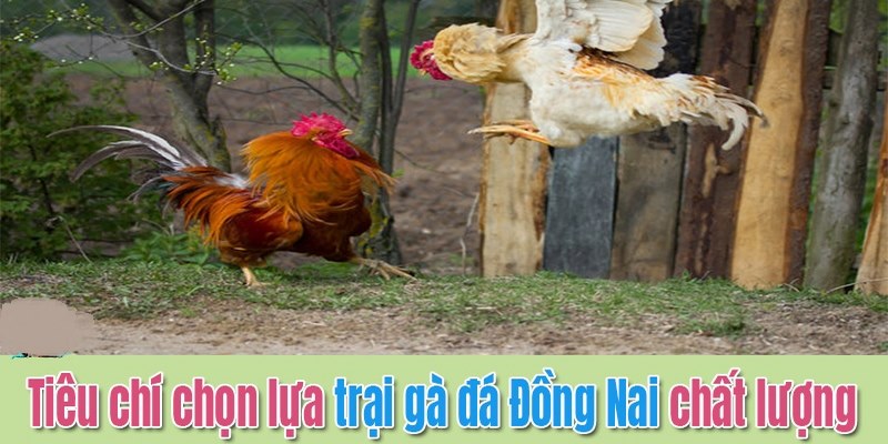 Trại Gà Nguyễn Thiện Thống Nhất Đồng Nai Việt Nam - Hoành Tráng Đến Ngỡ Ngàng 6 Trại Gà Nguyễn Thiện Thống Nhất Đồng Nai Việt Nam