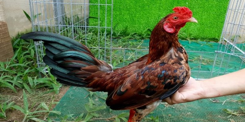 Trại Gà Nguyễn Thiện Thống Nhất Đồng Nai Việt Nam - Hoành Tráng Đến Ngỡ Ngàng 5 Trại Gà Nguyễn Thiện Thống Nhất Đồng Nai Việt Nam