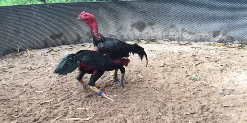 Xem Video Đá Gà Chọi Mới Nhất Giúp Ích Gì Cho Cược Thủ? 6 video đá gà chọi mới nhất